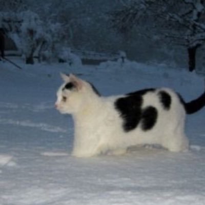 PumpkinRuffin's profile picture. Hello. I’m Kipo.