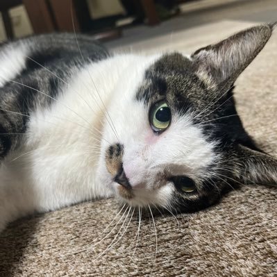 abnomalys's profile picture. 龍雲（Tatsumo）Ninja400'18 ZX-6R 2015 freestyle rider Apex s3〜😈OW2 s2〜😈（@abikumatam）