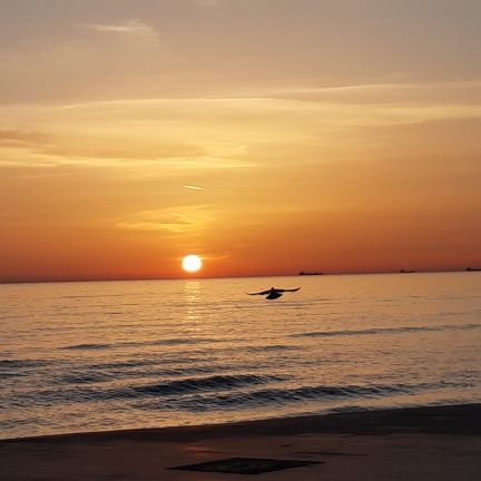 ayselcelik1966's profile picture. La civilisation s'est peut-être réfugiée chez quelque petite tribu non encore découverte.
Charles Baudelaire 