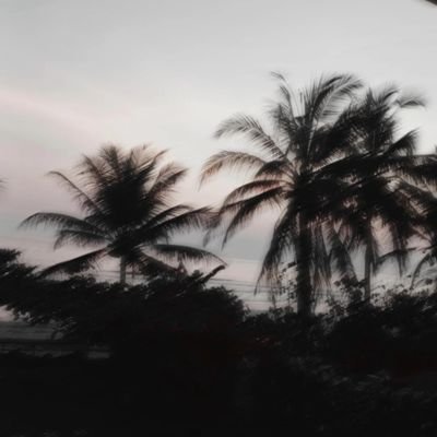 LlyViz66602's profile picture. 