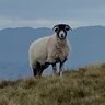 BaylisChris's profile picture. Farmer, Lincolnshire Wolds. England