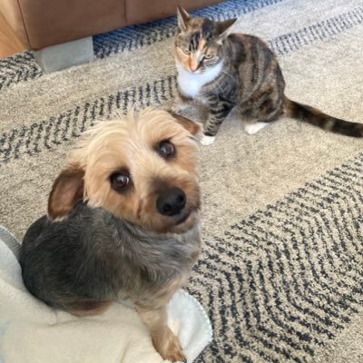 just a happy 8 year old cat that lives with my 3 year old sister dog Miki the silky terrier. we are best friends 😊