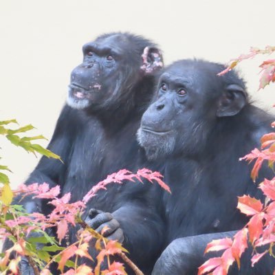 東山動植物園の、片腕のチンパンジー アキコさんが大好き。 チンパンジーが大好き。 I love chimpanzees. カワウソもとても好き。Instagramはほぼチンパンジーです。🐒🍀