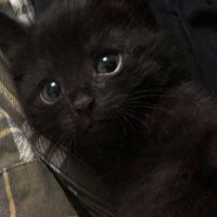 ももみ (@disappearneko) 's Twitter Profile