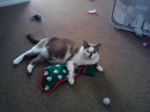 Michelle Dermedy Profile