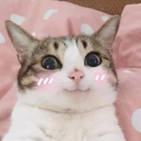 Cute Cats(@socutecats89) 's Twitter Profile Photo