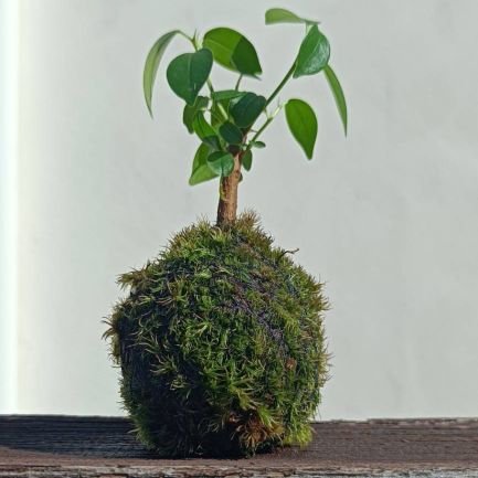 yussanchoco's profile picture. 