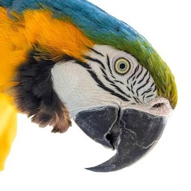 Kanindé 🇧🇷❤️さんのプロフィール画像