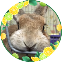 ラッキーママ🐰 (@uf1pmeygbqmvify) 's Twitter Profile Photo