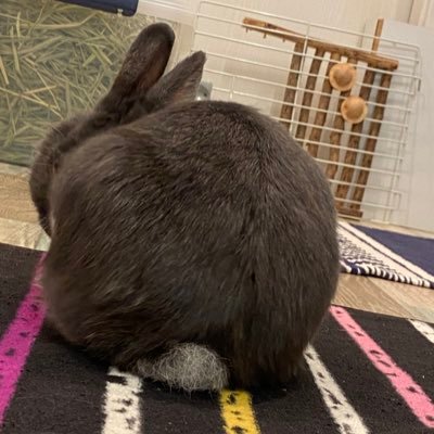 usaginolalaroro's profile picture. ララ🐰♀ネザーランドドワーフ と ロロ🐰♂ホーランドロップの日常🥕フィードをかわいいうさぎでいっぱいにしたいので無言フォロー失礼します🫣
