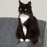 Ysbyddaden (@ysbyddaden2) 's Twitter Profile