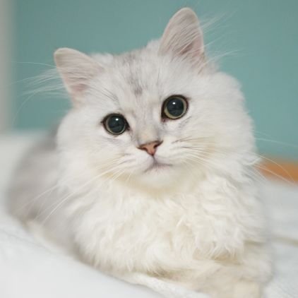 ペルシャ猫チンチラシルバー♀のルルちゃんです。日々の可愛い生活の様子をXで毎日postしています。
可愛い猫ちゃんアカウントは見つけ次第フォローしています(無言フォロー失礼します🙇♀️) フォロー大歓迎です。
ルルちゃん誕生日:2023年5月26日