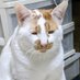 猫村 (@1919umeboshi) Twitter profile photo 猫村 (@1919umeboshi) Twitter profile photo
