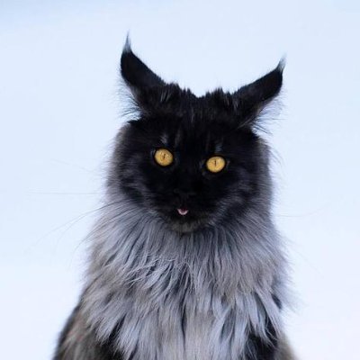 GCyanoge's profile picture. tech otaku, web full-stack, in GoLang & TypeScript. Getting interested in LLM inference engine.