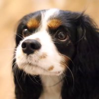 BASix (@cafestylist) Twitter profile photo