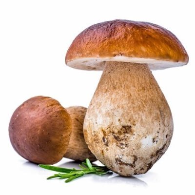 Mushroom Kenya