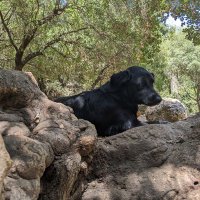 yedidya (@yedidyaben_e) 's Twitter Profile