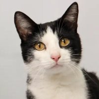 Fltiger1 (@fltiger1) 's Twitter Profile