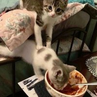 Bobbi Byrnes ❤️ Memecoin (@bobbibyrne604) Twitter profile photo