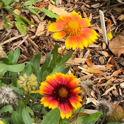 gaillardiafever Profile Picture