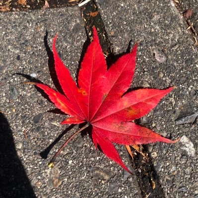 2023-24シーズン開幕戦宇都宮✖️群馬の試合を見て両チームの虜になりました🤭両チームとも箱推しです🐻⚡️