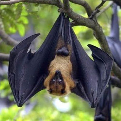 IamChamgadar's profile picture. Learning Data Science