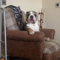 Bronson the bulldog(@theunknownmon) 's Twitter Profile Photo