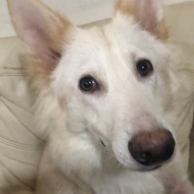 forcefield1uk's profile picture. FORCEFIELD1  animal crazy family headed by director Victoria Lynch ACF in the 90s (ARGYLL AND SUTHERLAND HIGHLANDERS)
28 animals from hamsters to horses