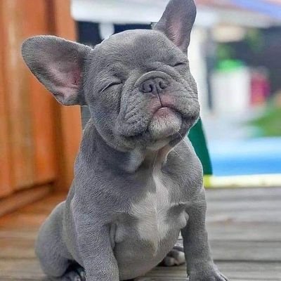Welcome to the #Frenchbulldog Community!!
Follow us,for smile 😃 
This page is dedicated for all the French Bulldog owners and Lover .