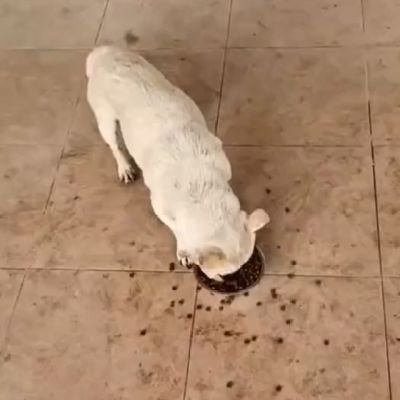 soyfrancesko's profile picture. Fan de Bunbury