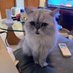zeej_the_cat ๐บ๐ธ (@kx_zee) Twitter profile photo zeej_the_cat ๐บ๐ธ (@kx_zee) Twitter profile photo