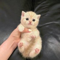 Andrea Barkum ❤️ Memecoin (@andreabark31404) 's Twitter Profile