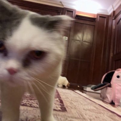 Azhang131313's profile picture. 