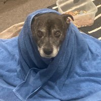 KeanoTheDog (@judgeyourself99) 's Twitter Profile Photo KeanoTheDog (@judgeyourself99) 's Twitter Profile Photo