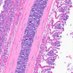Wisconsin Histology Society (@wi_histo) Twitter profile photo Wisconsin Histology Society (@wi_histo) Twitter profile photo