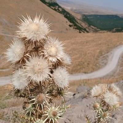 stonegro2's profile picture. her takip beğeni değildir🇹🇷