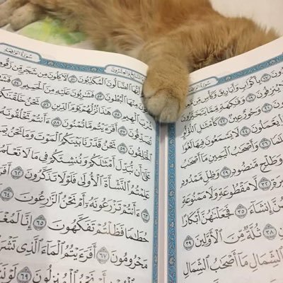 Sungguh, aku benar-benar MENGADU akan susah dan sedihku hanya kepada ALLAH. (Surah Yusuf : Ayat 86)