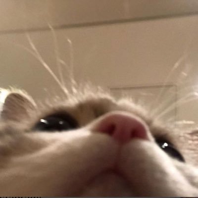 CatsOutContext Profile Picture