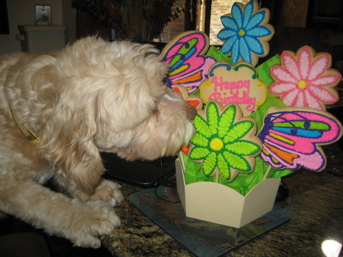 crackerdoggie's profile picture. 