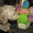 crackerdoggie's profile image