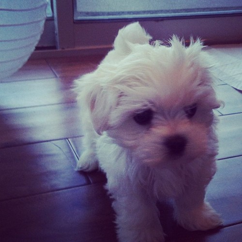 A new family member as been added to the amazing Simpson family on Tuesday, December 27, 2011♥