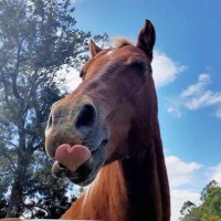 Rayyanah Al-Shehri🏇🏻 (@rayyanah_sh) 's Twitter Profile