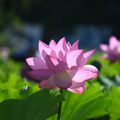 @yoshida88