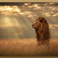 mohammad (@mohamma52292912) 's Twitter Profile