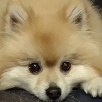 ๐ใใตใใต๐ (@basabasanoa_7) 's Twitter Profile