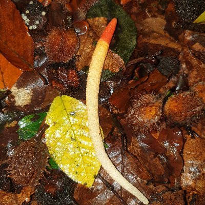 Paul26262465935's profile picture. Hör auf dein Herz, dein verstand wird dich nicht glücklich machen..