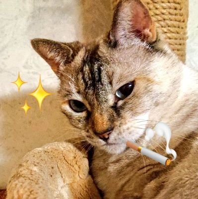 職業:ニャンズのしもべ。ウィスキーとラーメンとオープンカー大好き、 ねこ様の名前は、シャムトラの「まめなめこ」12歳♀と、クロネコの「ムー」2歳♀。趣味はぞろ目のいいねにポチる事( 。・ω・。)ノ 凸ポチットナ いいね &フォロバ有難うございます。ダイレクトメッセージは怖いので無視ですシーー( ̄、 ̄*)ーーン