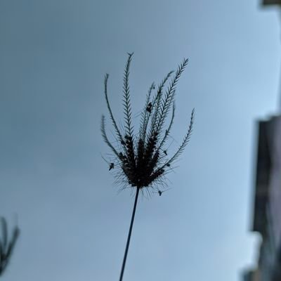 pesonaicikiwir's profile picture. im the king