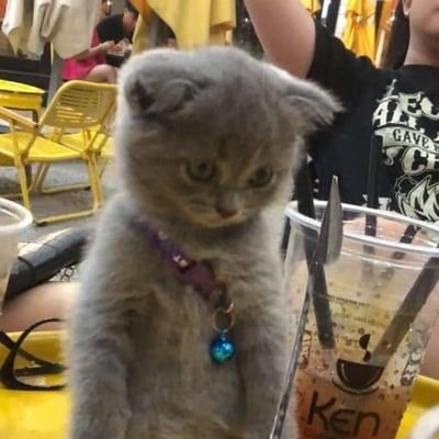 Catssuy Profile Picture