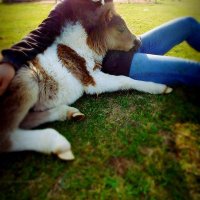 ゆえ@馬大好き✨ (@lau_lau_yue) Twitter profile photo